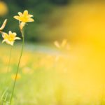 11月24日 ロートレック自由な心と探求心　