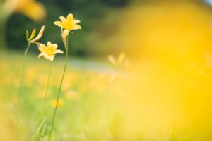 11月24日 ロートレック自由な心と探求心　