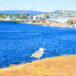 12月12日 射手座の「生命のフリーズ」　ムンクはノルウエーの誇りです。