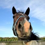 11月30日・落語と射手座、林家三平一門はほとんど射手座？