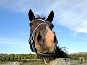 11月30日・落語と射手座、林家三平一門はほとんど射手座？