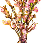 吾郎君も射手座,無類の花好き、稲垣吾郎さんです。